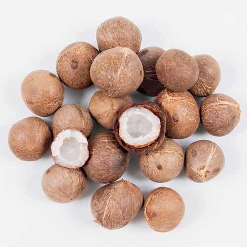 Coquito : Noix de coco miniature rare