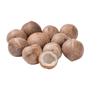 Coquito (Jubaea chilensis)
