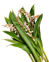 Feuillage des Antilles