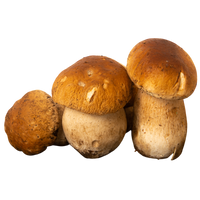 Champignons