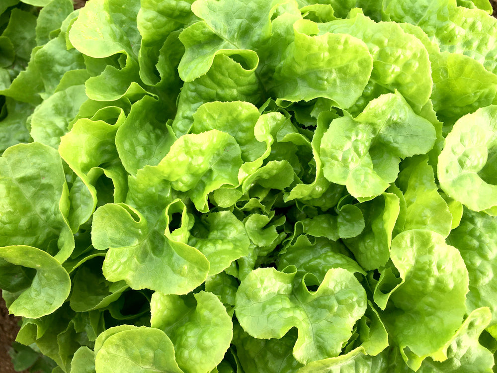 Salade Feuille de chêne verte