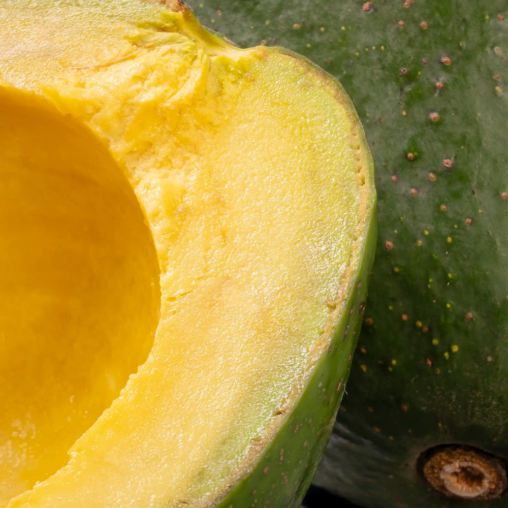 Avocat Tropical