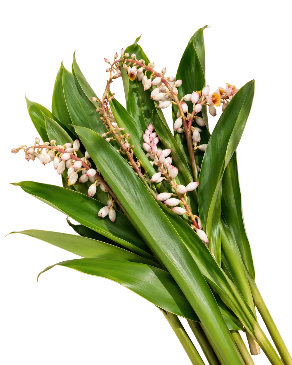 Feuilles d'Atoumo de Martinique