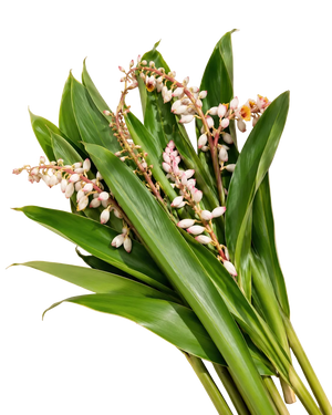 Feuilles d'Atoumo de Martinique