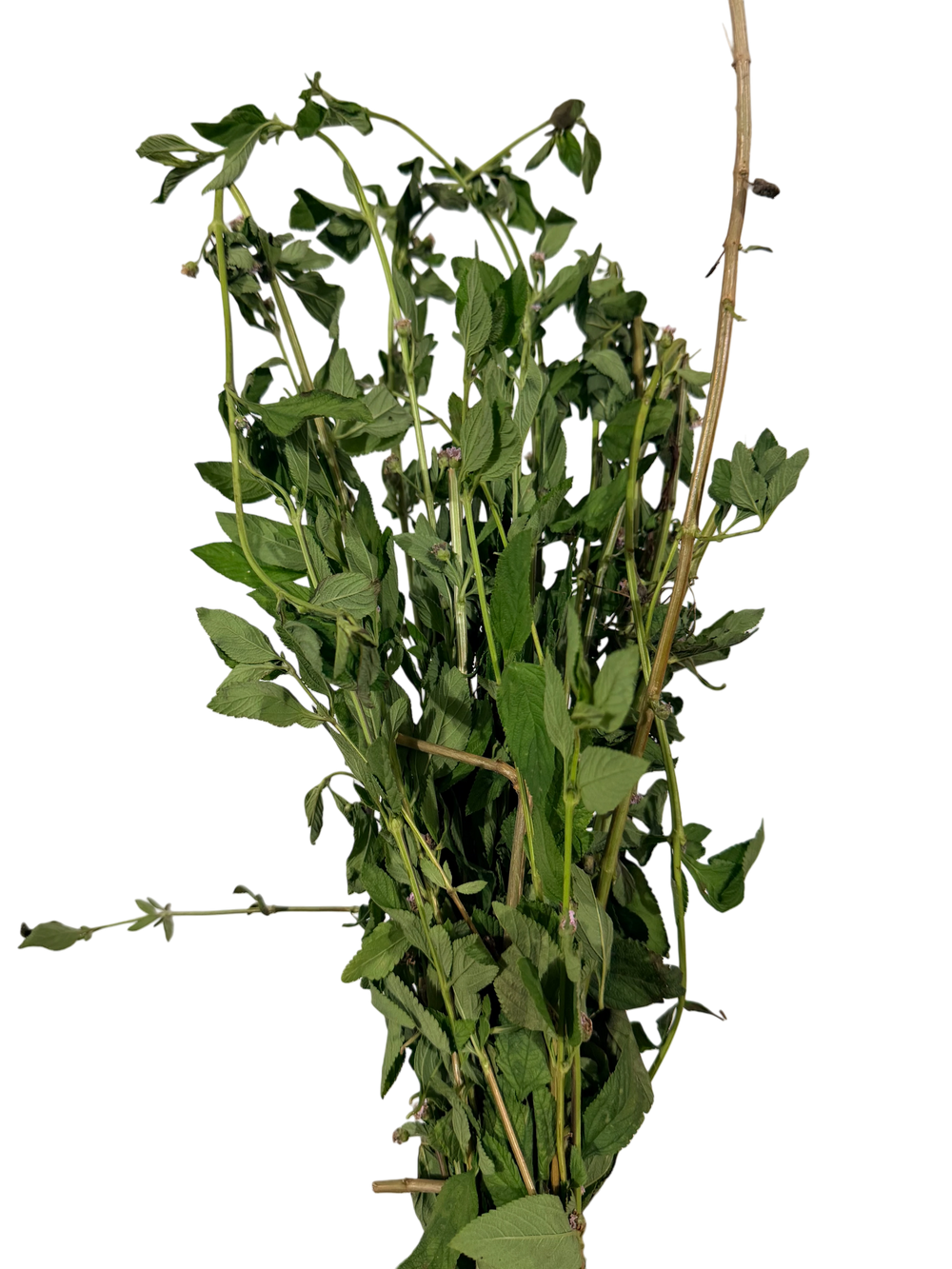 Feuille De Brisée 500g