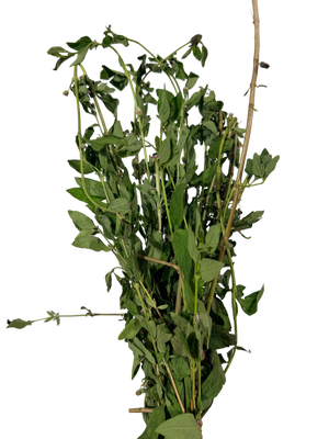 Feuille De Brisée 500g