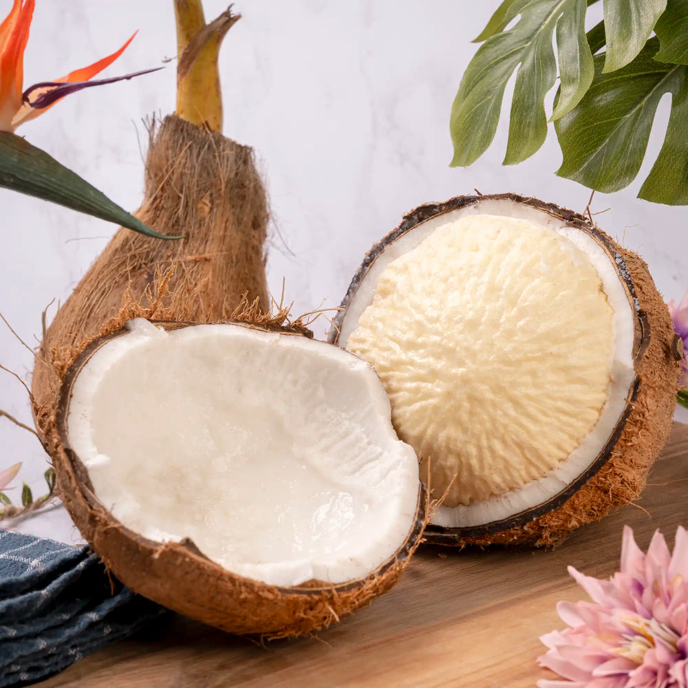 Noix de coco germée