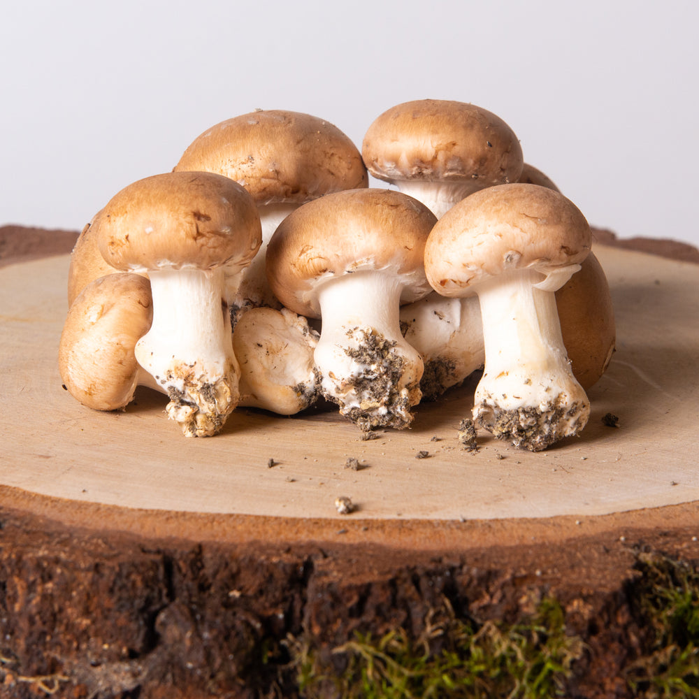 Champignon de Paris Bruns