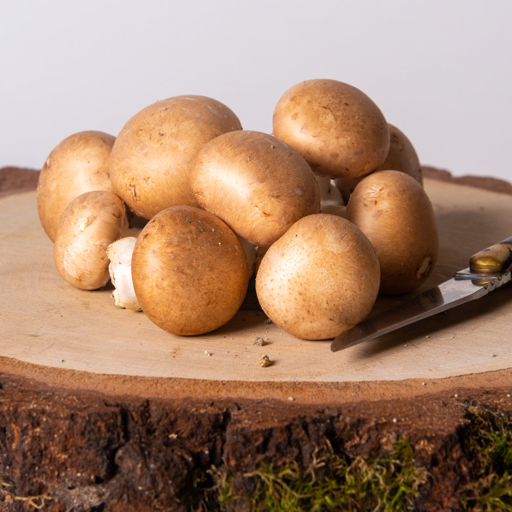 Champignon de Paris Bruns