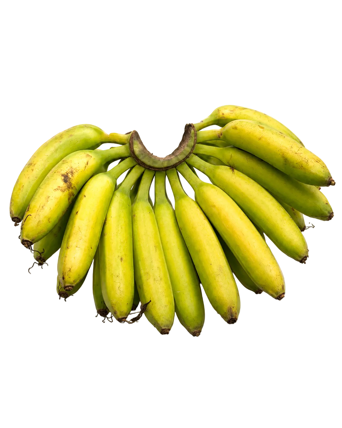 Bananes Ti-sucre de Guadeloupe, petites bananes de jardin créole expédiées vertes