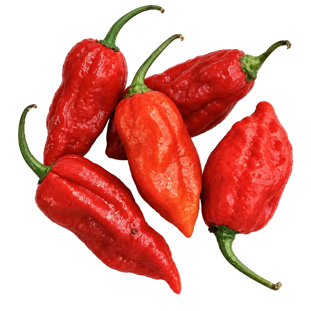 Piment frais Bhut Jolokia (50 g)