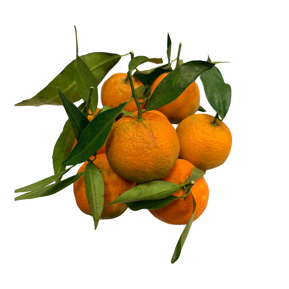 Clémentines de Corse