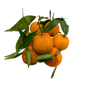 Clémentines de Corse