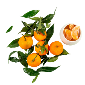 Clementines feuilles de Corse