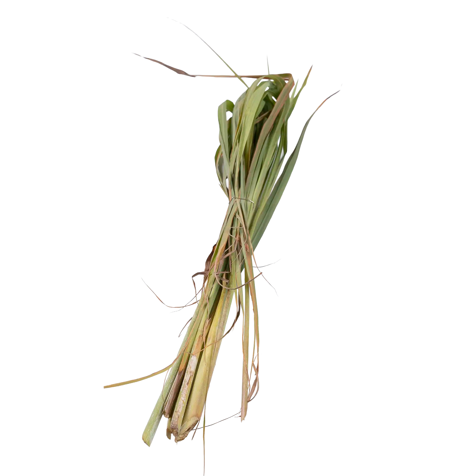Citronnelle fraîche de Guadeloupe, botte de tiges vertes pour infusions et plats créoles