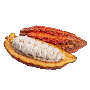 Cabosse de cacao