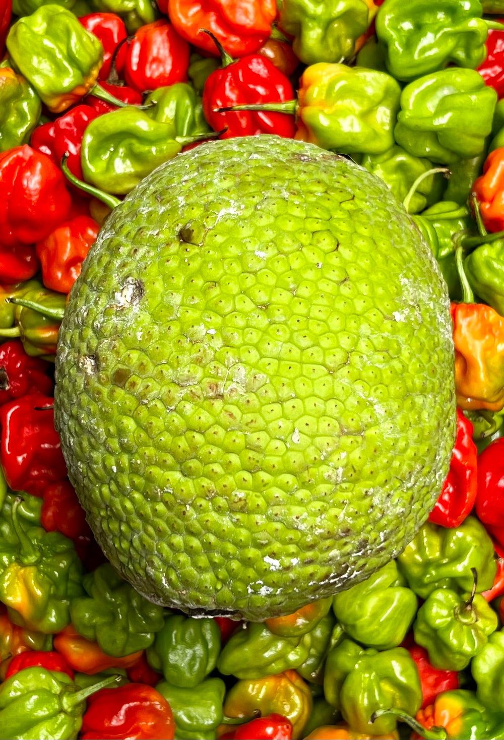 Fruit a pain de Martinique