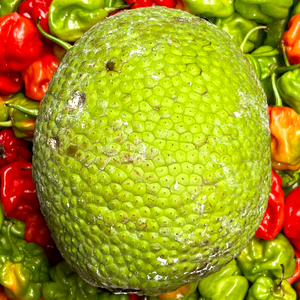 Fruit a pain de Martinique