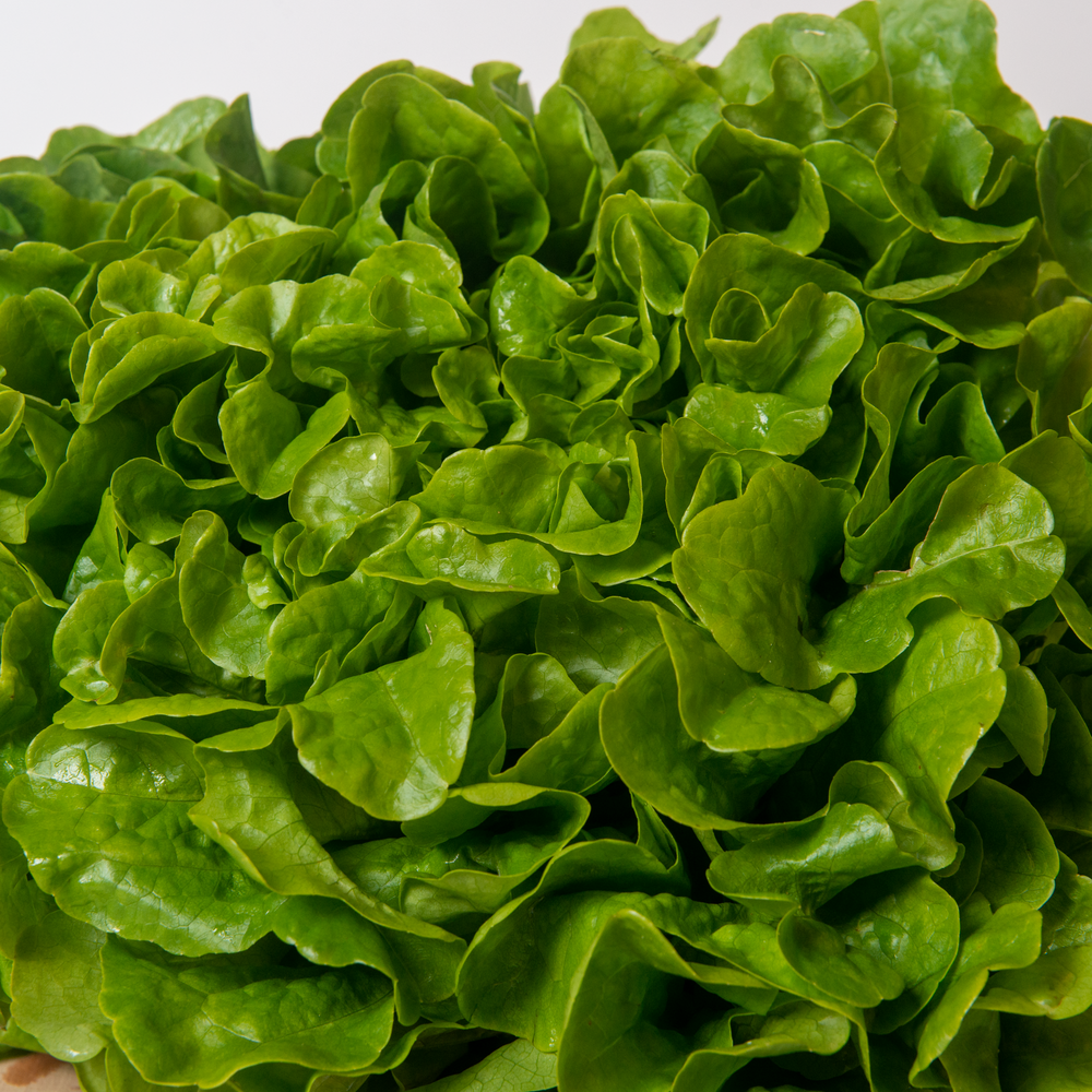 Salade Feuille de chêne verte