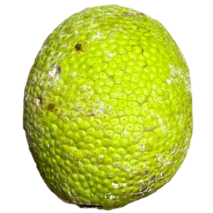 Fruit a pain de Martinique