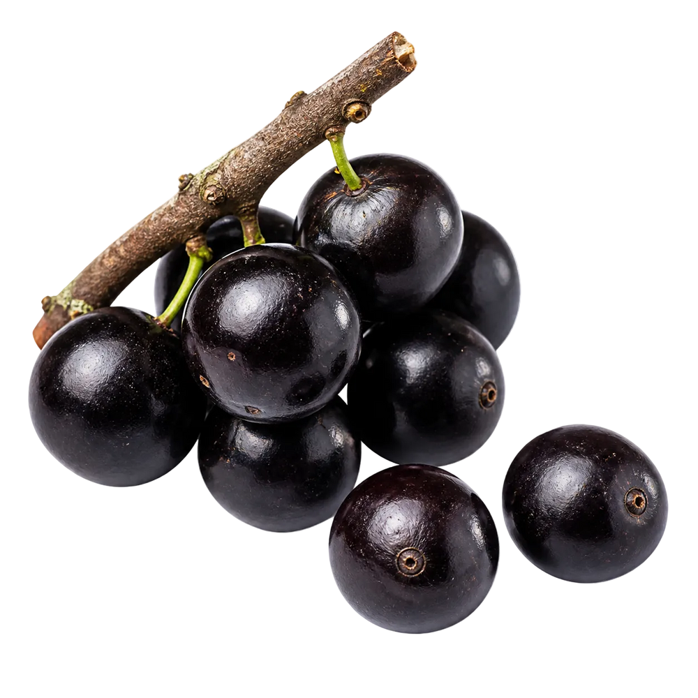 Jaboticaba (TRANSPORT FRIGORIFIQUE)