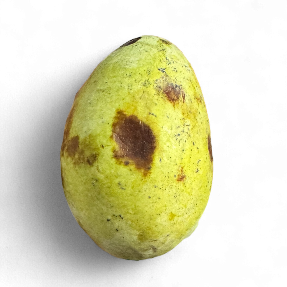 Pawpaw