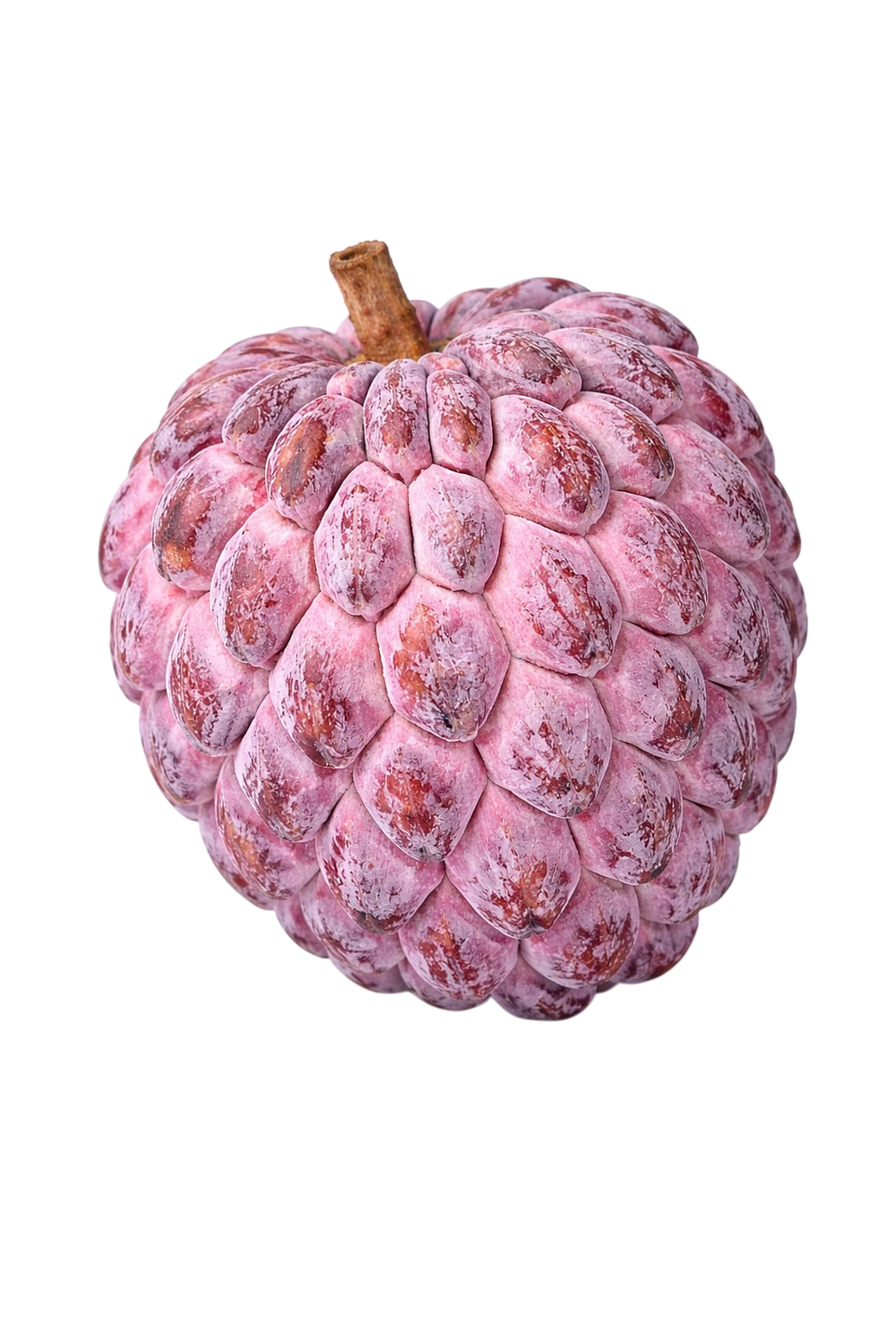 Pomme Cannelle (zatte) ROUGE