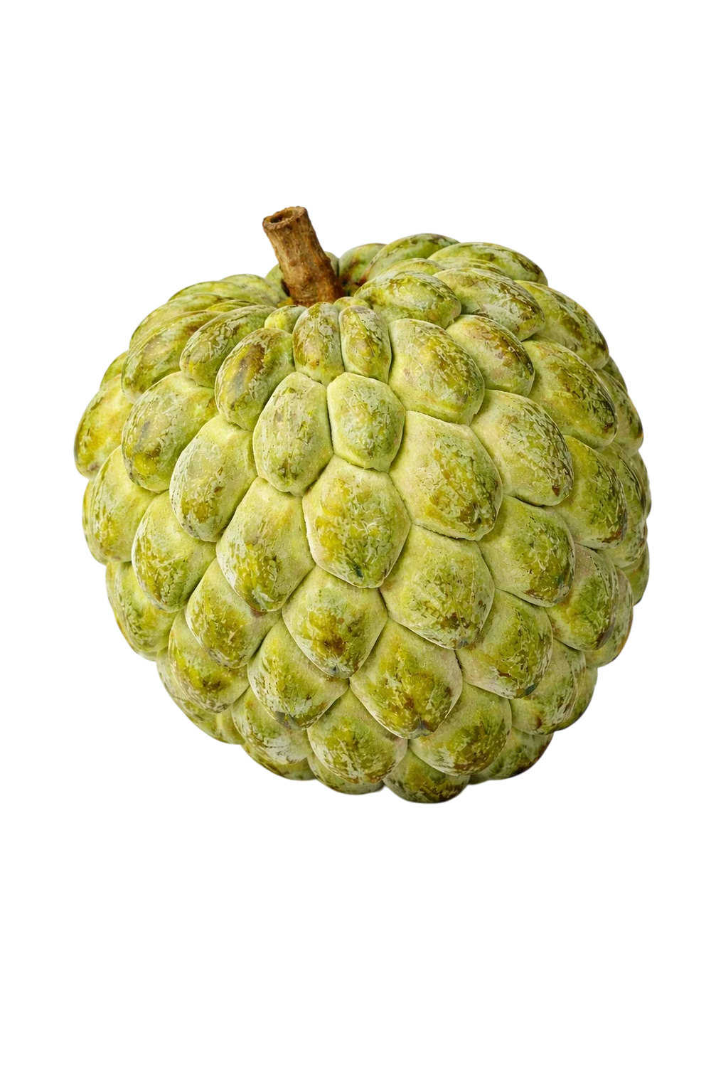 Pomme cannelle de Guadeloupe, fruit vert écaillé à la chair blanche et crémeuse
