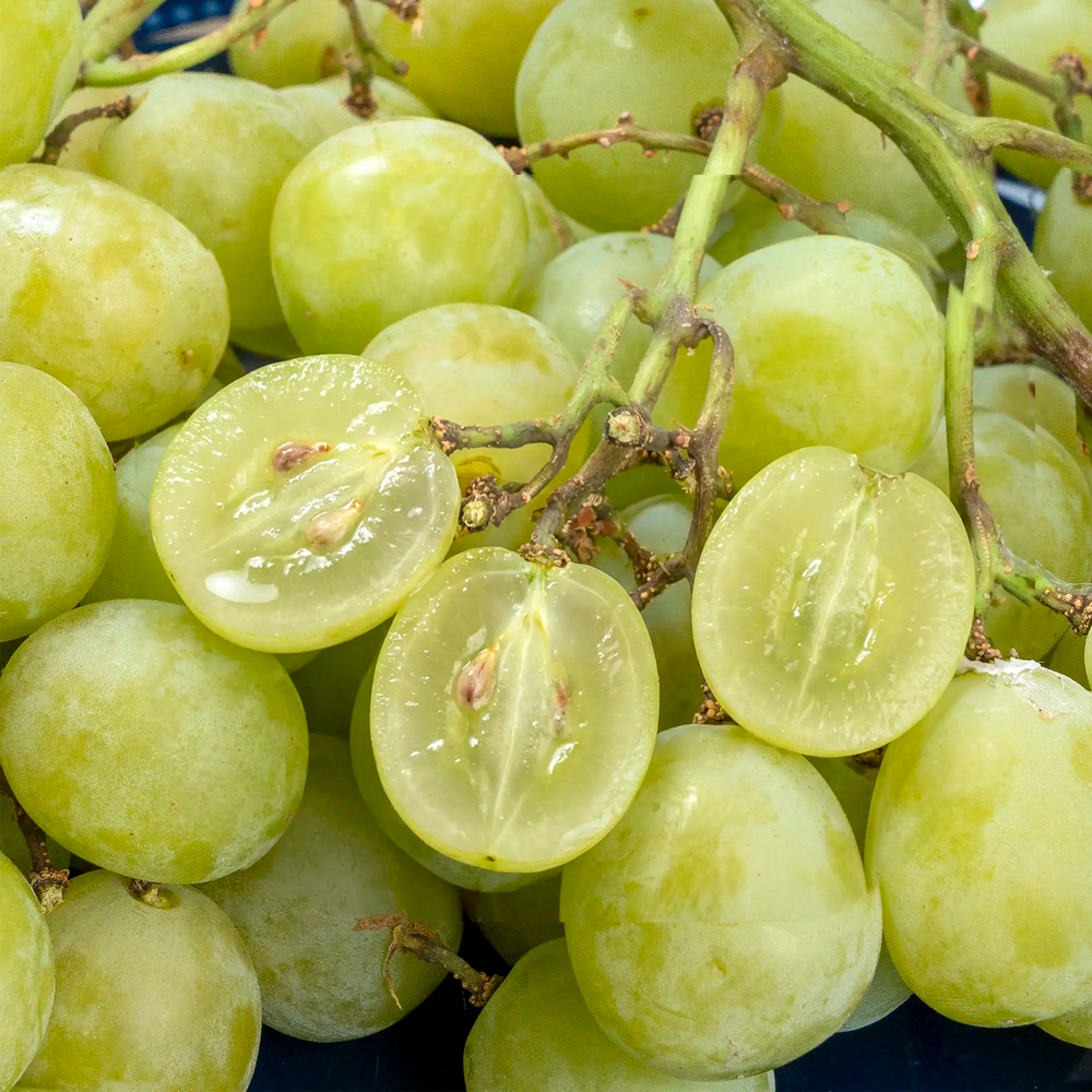 Raisin sans pépins vert bonbon «Cotton candy»