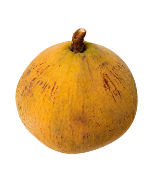Santol Frais