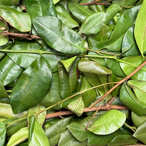 Feuille de bois d'Inde
