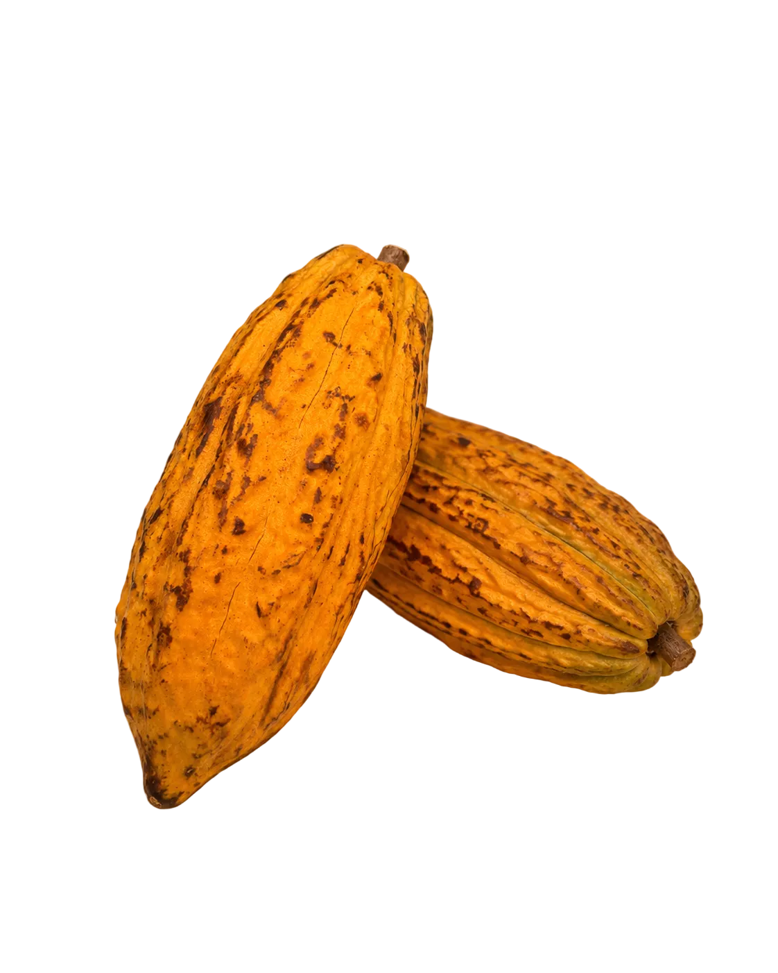 Cabosse de cacao Forastero de Guadeloupe, fruit frais du cacaoyer