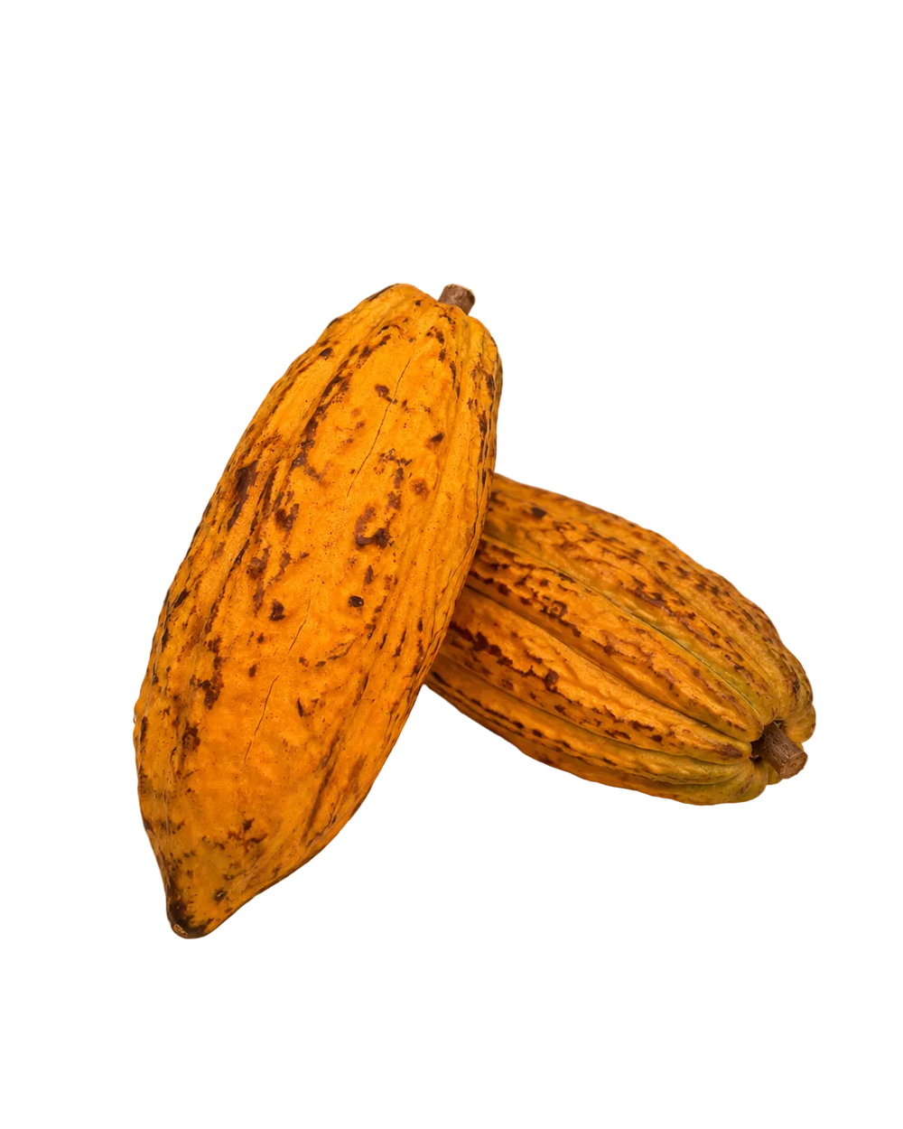 Cabosse de Cacao de l'Île de la Réunion