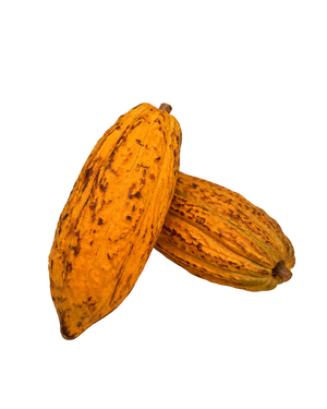 Cabosse de Cacao de l'Île de la Réunion