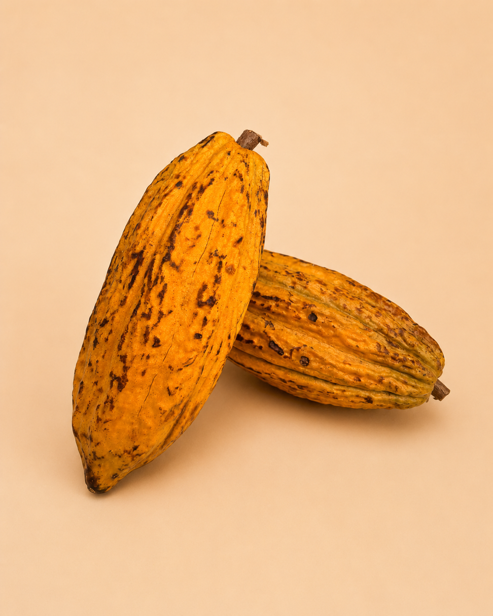 Cabosse de Cacao de l'Île de la Réunion