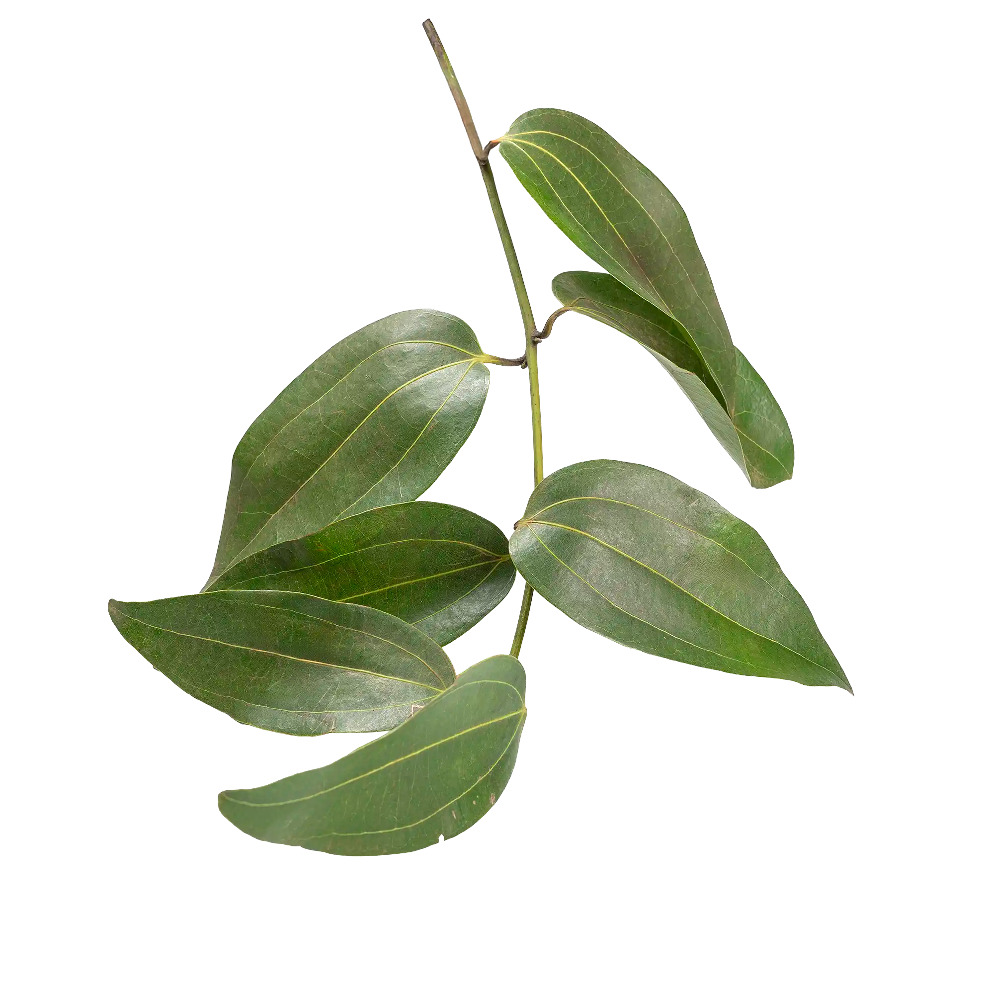 Feuilles de cannelle fraîches de Guadeloupe, bouquet de feuilles vertes parfumées