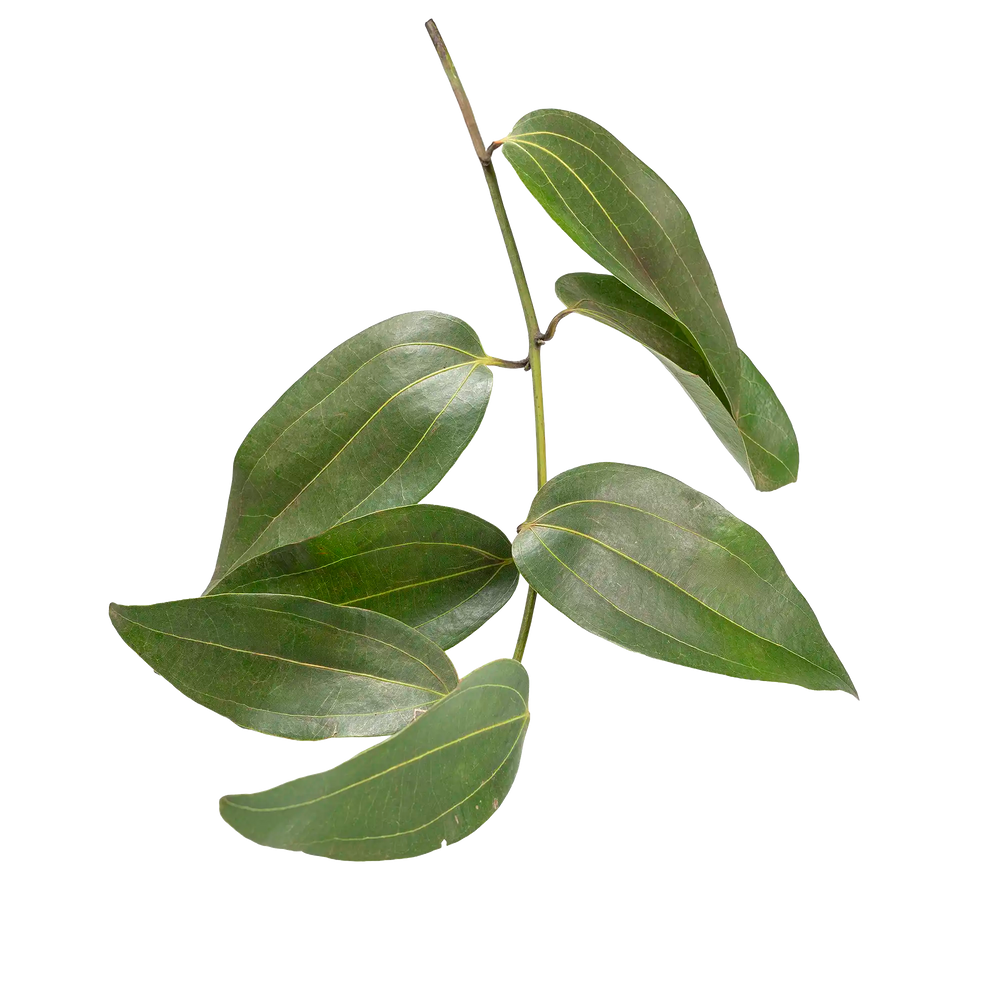 Feuilles de cannelle fraîches