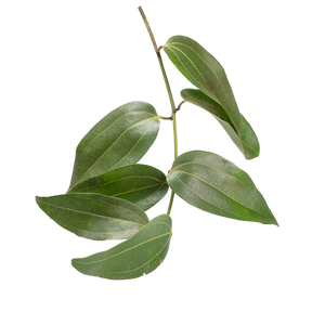 Feuilles de cannelle fraîches