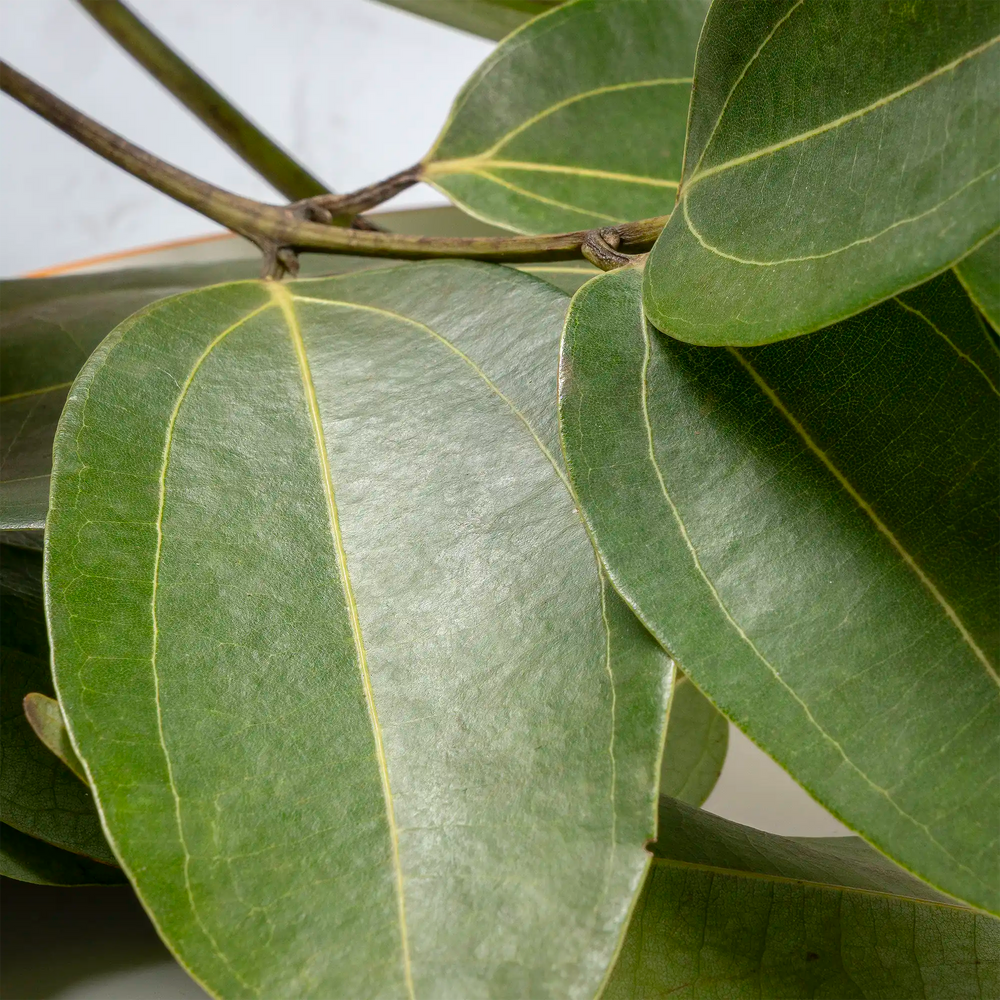 Feuilles de cannelle fraîches