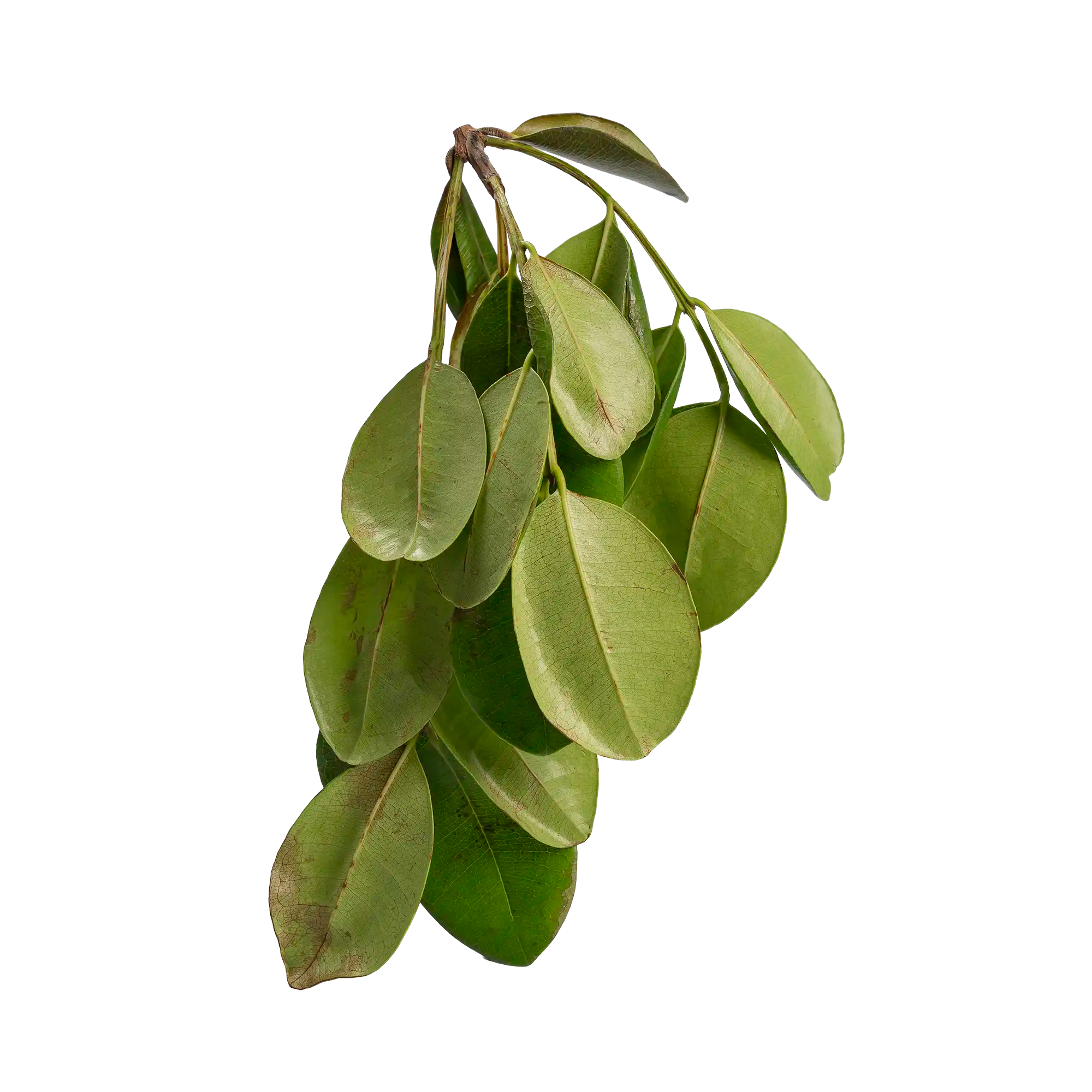 Feuilles de bois d'Inde de Martinique, aromate antillais en sachet de 500 g