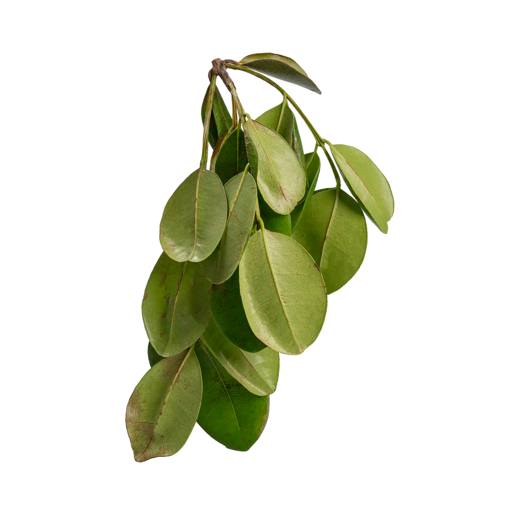 Feuille de bois d'Inde 500g