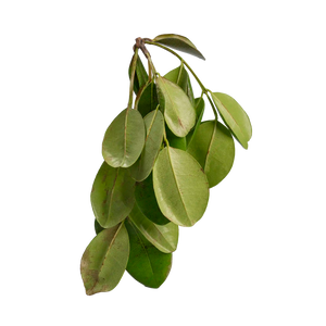 Feuille de bois d'Inde 500g