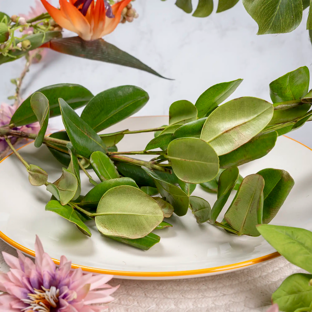 Feuille de bois d'Inde 500g