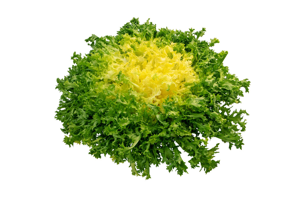 Frisée Française