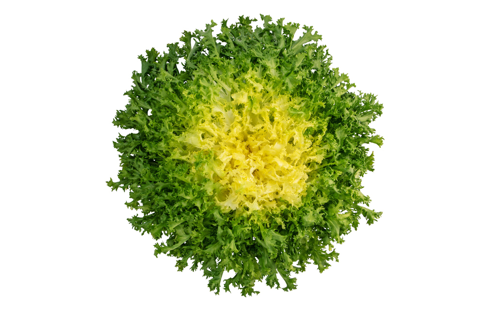 Frisée Française