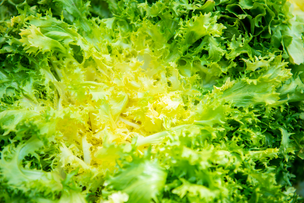 Frisée Française