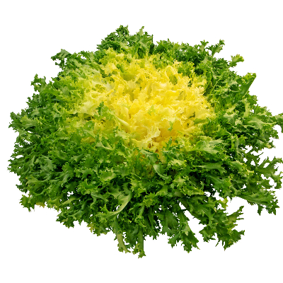 Frisée Française