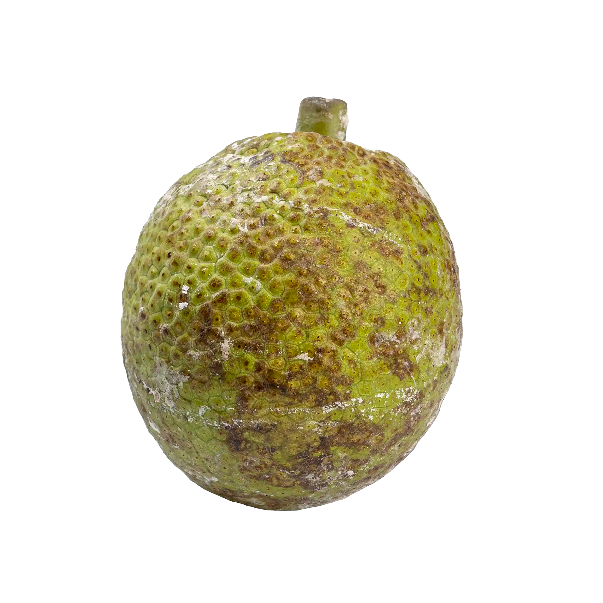 Fruit à pain de Martinique, gros fruit vert à la chair féculente