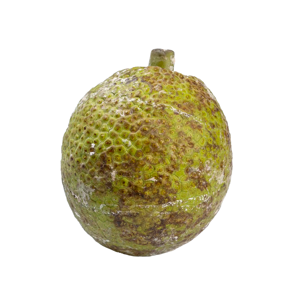 Fruit à pain de Guadeloupe