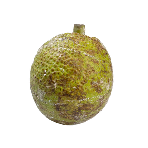 Fruit à pain de Guadeloupe